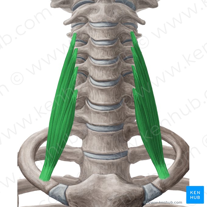 Scalenus anterior muscle (Musculus scalenus anterior); Image: Yousun Koh