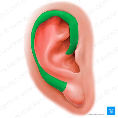 Hélix de la oreja (Helix auriculae); Imagen: Paul Kim