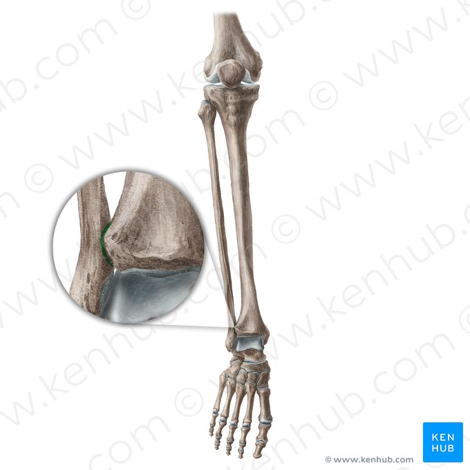 Inferior tibiofibular joint (Articulatio tibiofibularis inferior); Image: Liene Znotina