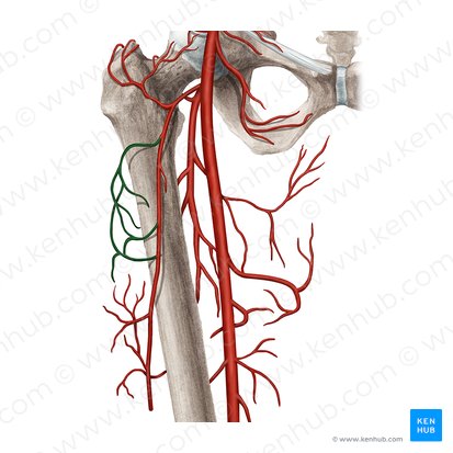 Transverse branch of lateral circumflex femoral artery (Ramus transversus arteriae circumflexae lateralis femoris); Image: Rebecca Betts