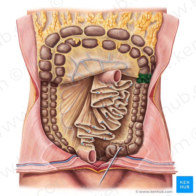 Flexura cólica esquerda (Flexura sinistra coli); Imagem: Irina Münstermann