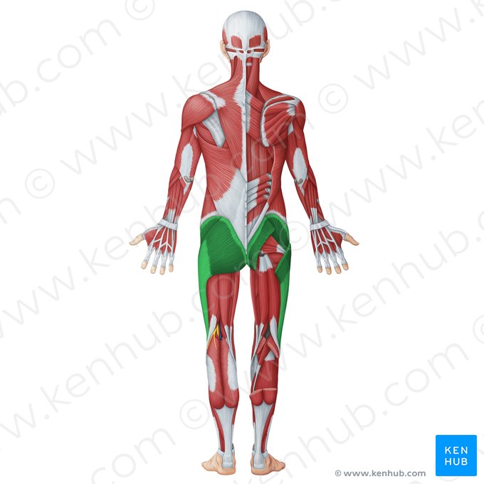 Músculos glúteos (Musculi glutei); Imagen: Irina Münstermann