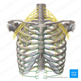 Intercostal Nerves Origin Course And Function Kenhub