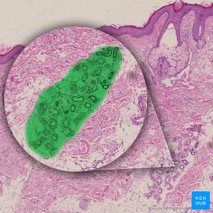 Glándula sudorípara ecrina (Glandula sudorifera eccrina); Imagen: 