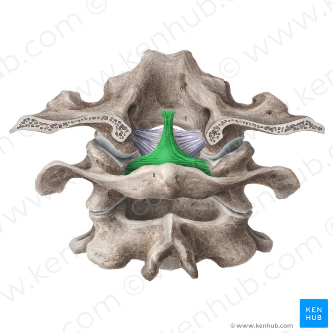 Transverse ligament of atlas (Ligamentum transversum atlantis); Image: Liene Znotina