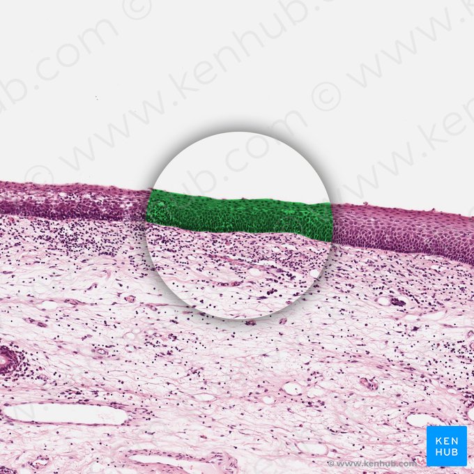 Épithélium pavimenteux stratifié non kératinisé (Epithelium stratificatum squamosum non cornificatum); Image : 