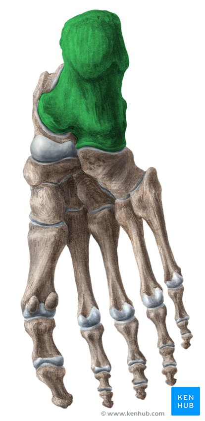 Calcaneus