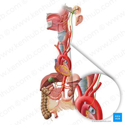 Truncus vagalis anterior (Vorderer Vagusstamm); Bild: Paul Kim