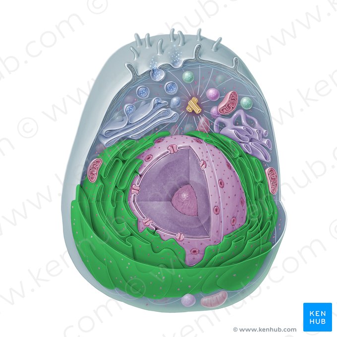 Retículo endoplasmático rugoso (Reticulum endoplasmicum granulosum); Imagen: Paul Kim