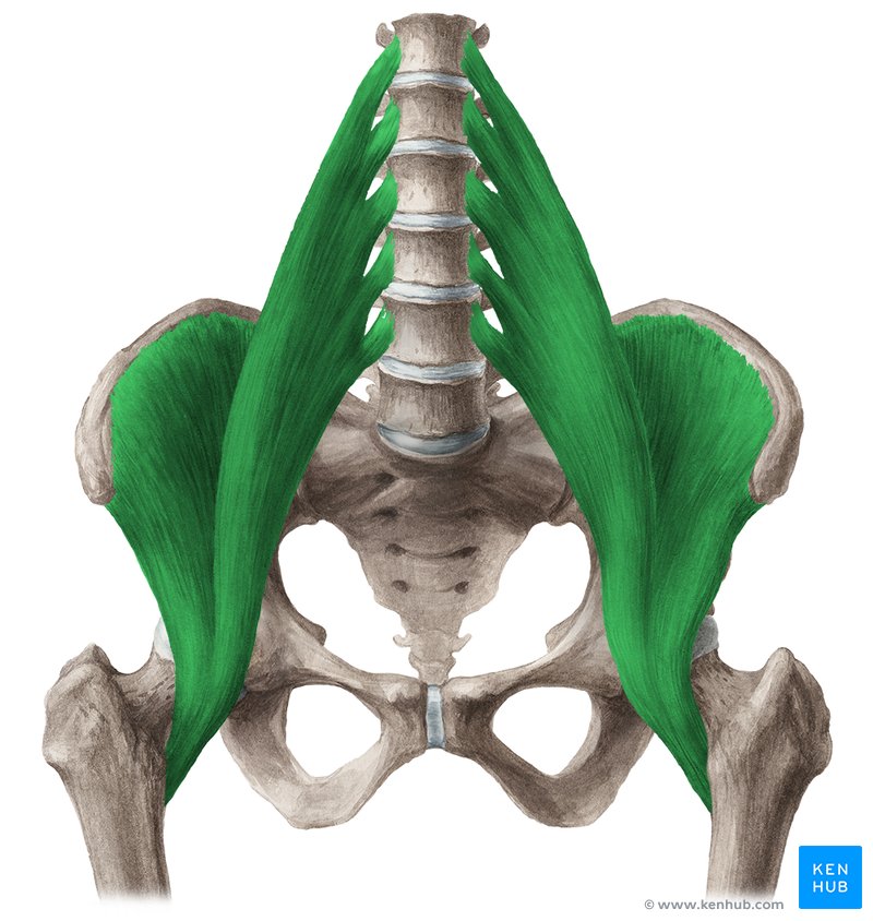 Iliopsoas muscle: iliacus, psoas major