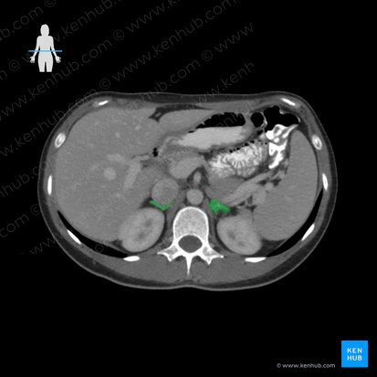 Suprarenal gland (Glandula suprarenalis); Image: 