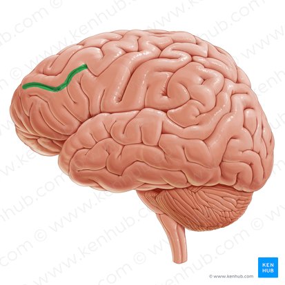 Surco frontal inferior (Sulcus frontalis inferior); Imagen: Paul Kim