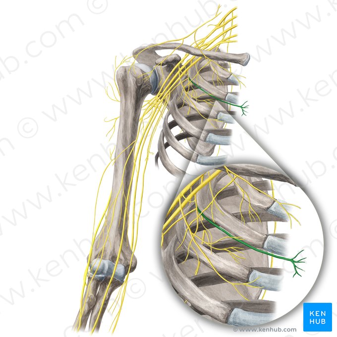 2.º nervo intercostal (Nervus intercostalis 2); Imagem: Yousun Koh