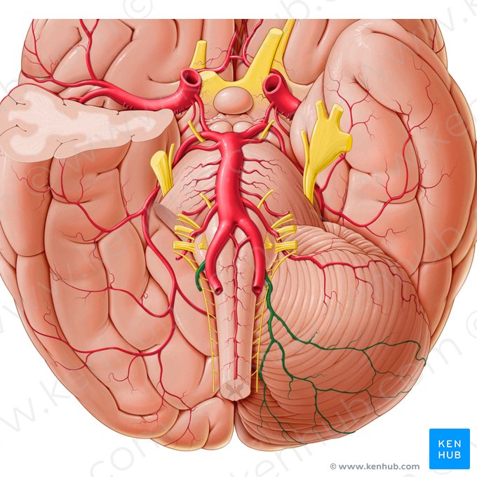 Posterior inferior cerebellar artery (Arteria inferior posterior cerebelli); Image: Paul Kim
