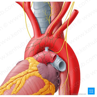 Plexo cardíaco (Plexus cardiacus); Imagem: Paul Kim