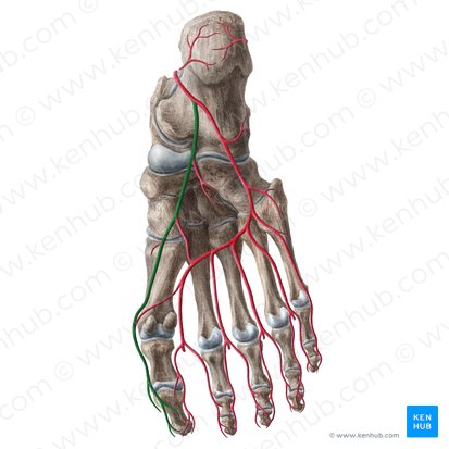 Medial plantar artery (Arteria plantaris medialis); Image: Liene Znotina