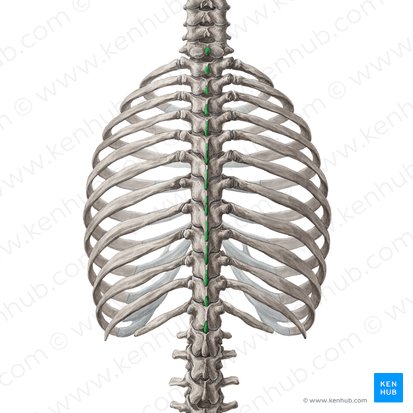 Processos espinhosos das vértebras C7-T12 (Processus spinosi vertebrarum C7-T12); Imagem: Yousun Koh