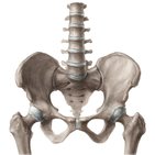 Huesos de la pelvis