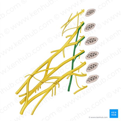 Long thoracic nerve (Nervus thoracicus longus); Image: Begoña Rodriguez