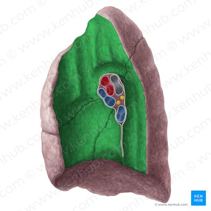 Superfície mediastinal do pulmão direito (Facies mediastinalis pulmonis dextri); Imagem: Yousun Koh