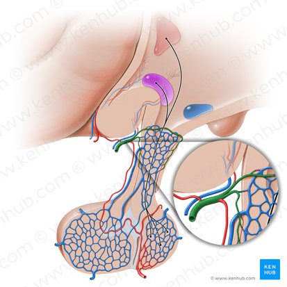 Artéria hipofisária superior (Arteria hypophysialis superior); Imagem: Paul Kim