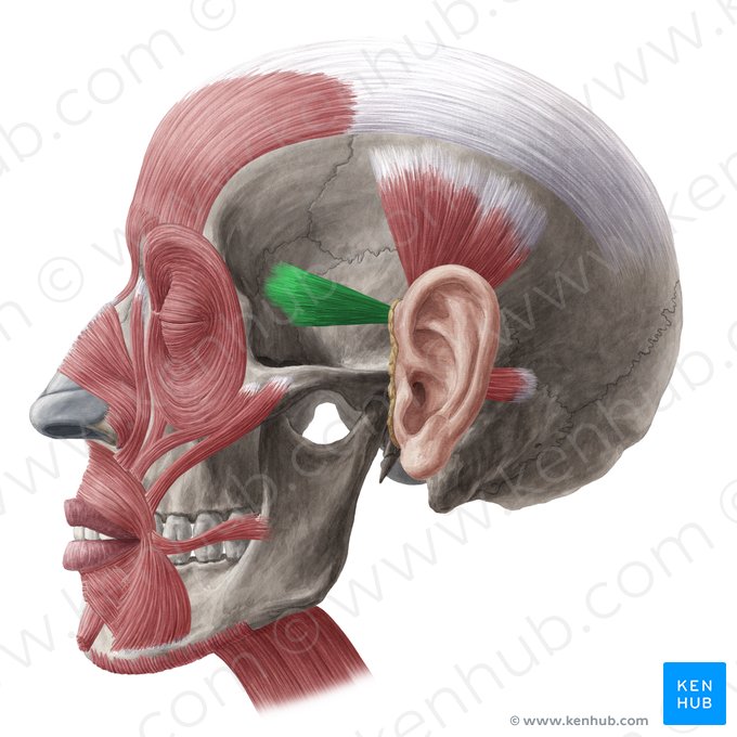 Musculus auricularis anterior (Vorderer Ohrmuskel); Bild: Yousun Koh