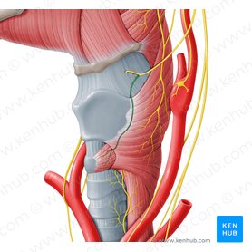 Ramo externo del nervio laríngeo superior (Ramus externus nervi laryngei superioris); Imagen: Paul Kim