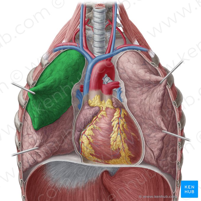 Lobo superior do pulmão direito (Lobus superior pulmonis dextri); Imagem: Yousun Koh