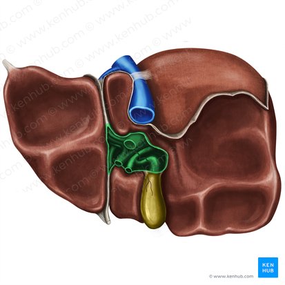 Porta hepática (Porta hepatis); Imagem: Irina Münstermann