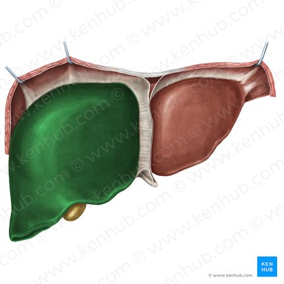 Right lobe of liver (Lobus dexter hepatis); Image: Irina Münstermann