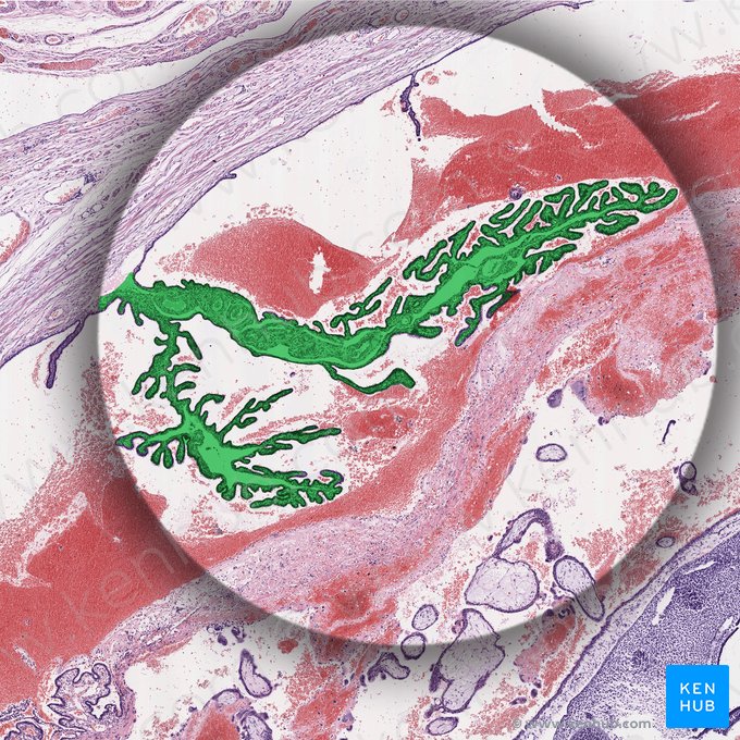 Tunica mucosa (Schleimhaut); Bild: 