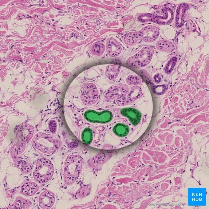 Conducto excretor (Ductus excretorius); Imagen: 