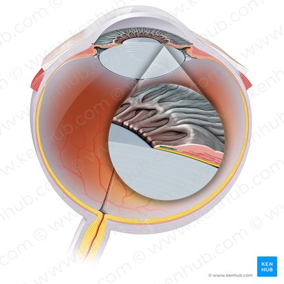 Músculo esfíncter da pupila (Musculus sphincter pupillae iridis); Imagem: Paul Kim