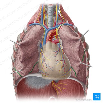 Oblique fissure of lung (Fissura obliqua pulmonis); Image: Yousun Koh