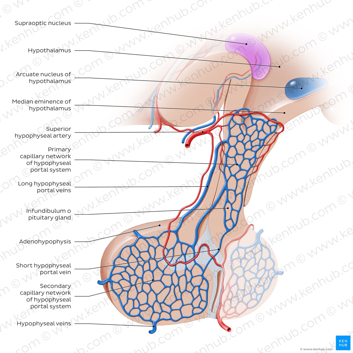 Hypophyseal portal system: Overview