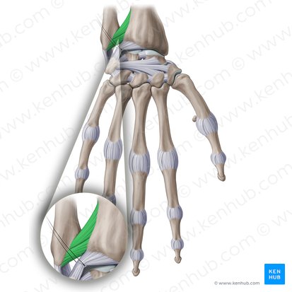 Ligamentum radioulnare dorsale (Hinteres Speichen-Ellen-Band); Bild: Paul Kim