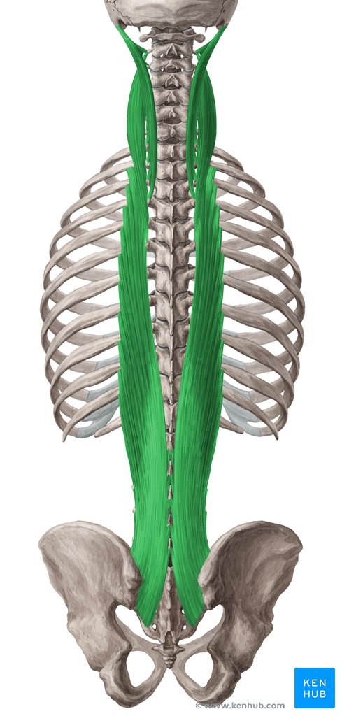 Músculo longuíssimo - vista posterior (verde)