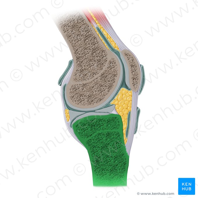 Tibia (Schienbein); Bild: Paul Kim