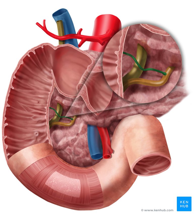 Accessory pancreatic duct - ventral view