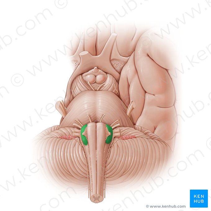 Núcleos olivares (Nuclei olivares); Imagem: Paul Kim