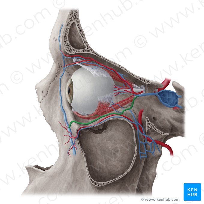 Veia oftálmica inferior (Vena ophthalmica inferior); Imagem: Yousun Koh