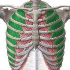 Músculos intercostais