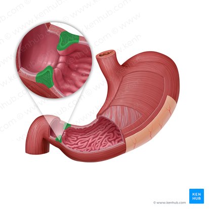 Pyloric sphincter (Sphincter pylori); Image: Paul Kim