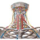 Supraclavicular lymph nodes