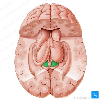Superior colliculus (Colliculus superior); Image: Paul Kim