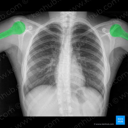 Humerus; Image: 