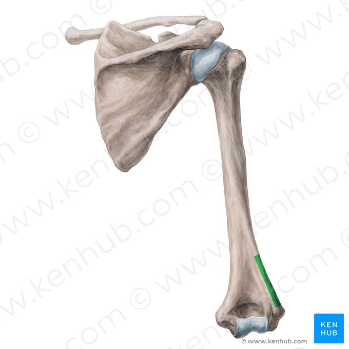 Crista supracondilar lateral do úmero (Crista supracondylaris lateralis humeri); Imagem: Yousun Koh