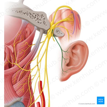Auricular branch of vagus nerve (Ramus auricularis nervi vagi); Image: Paul Kim