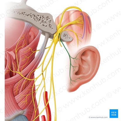 Rameau auriculaire du nerf vague (Ramus auricularis nervi vagi); Image : Paul Kim