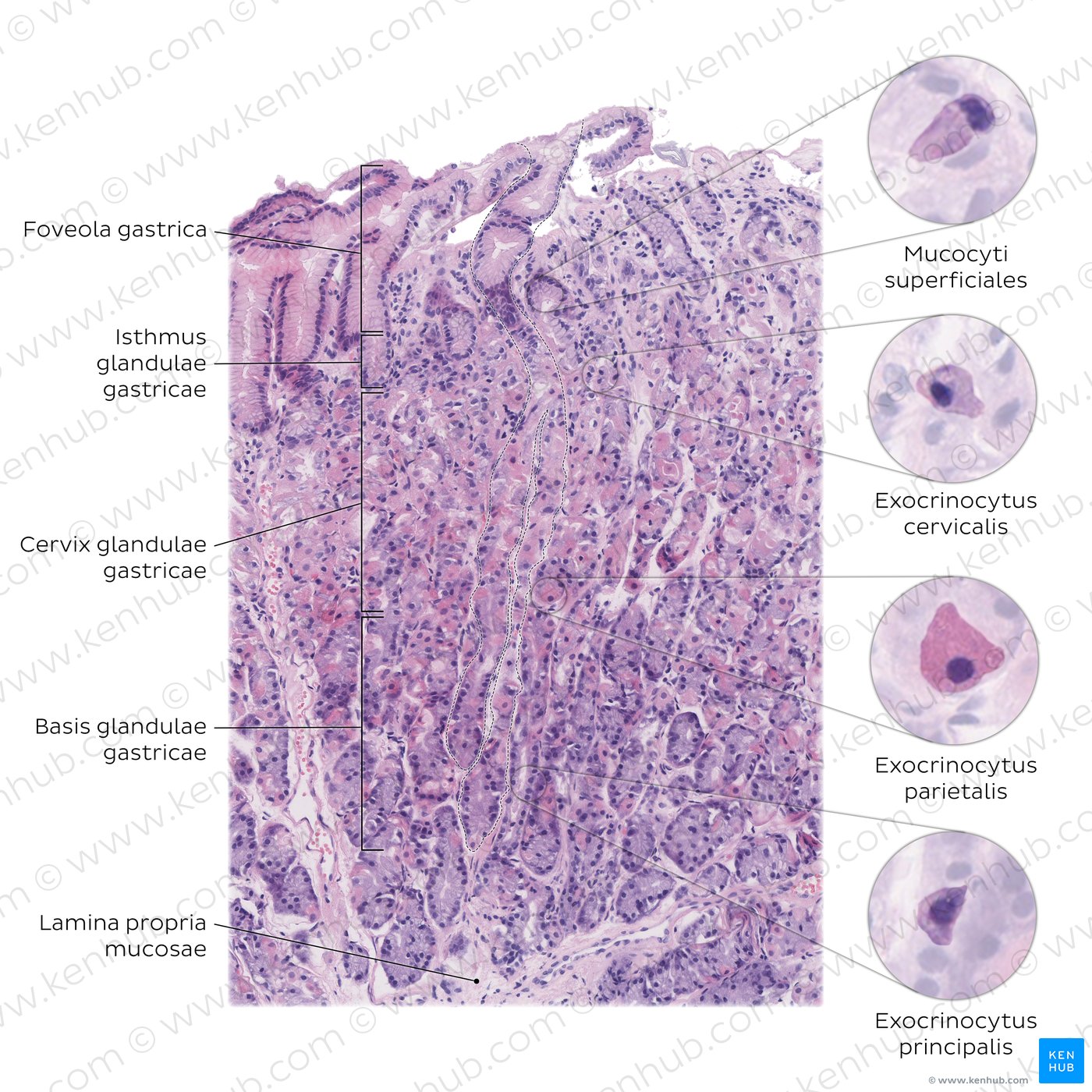 Gastric gland. Stain: H&E. High magnification.